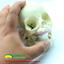 SKULL04 (12330) Medical Science 30 semanas de modelo de cráneo fetal, modelo de cráneo anatómico infantil